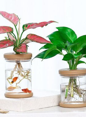 2PCS Hydroponic Plant Vases Flower Pot Planter Transparent V