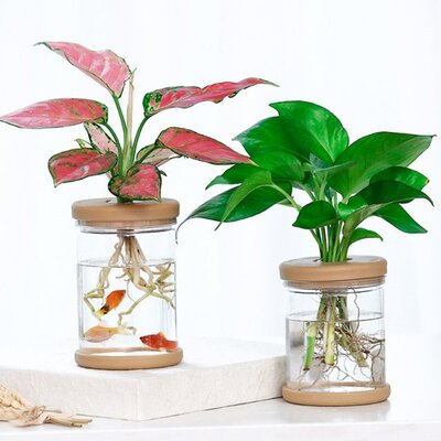 2PCS Hydroponic Plant Vases Flower Pot Planter Transparent V