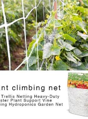 5/10m Morning Glory Cucumber Flower Vine Home Garden Plants