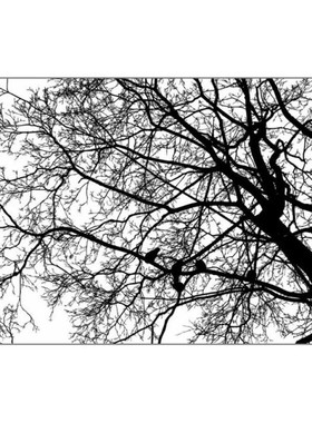 Tree Background DIY Silicone Clear Stamp Cling Seal Scrapboo