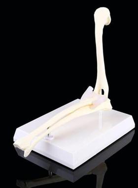 Dog Canine Elbow Joint Model Veterinary Teaching Research An