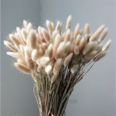 Natural Dried Flowers Lagurus Ovatus Rabbit Bunny Tail Grass