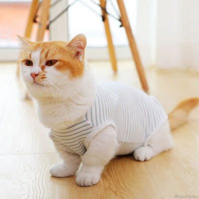 Cat Recovery Suit Sterilization Care Pet Kitten Prevent Lick