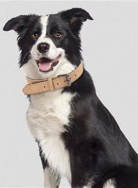 Pet Supplies Dog Collar Alloy Buckle Dog Chain Cat Necklace