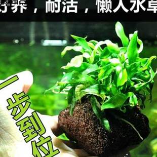 净化花草鱼缸里的水草植物草热带鱼养生态缸冷水造景装饰套餐增氧