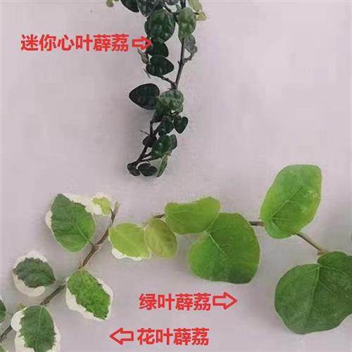花叶 绿叶 迷你 掌叶 金心薜荔吸甲醛净化空气爬墙室内外植物盆栽