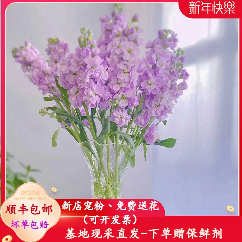 新款紫罗兰鲜花花束水养家庭婚庆商务瓶插花云南昆明斗南花市基地