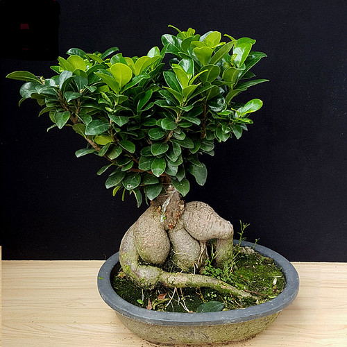 人参榕大小榕树台湾虎皮榕绿植盆栽花卉福建茶盆景包邮办公室榆树