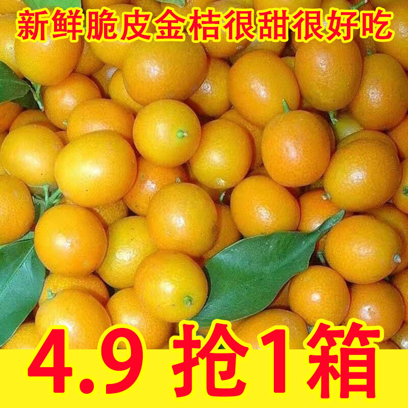 广西脆皮金桔现摘新鲜水果纯甜不酸正宗广西小金桔5斤装包邮