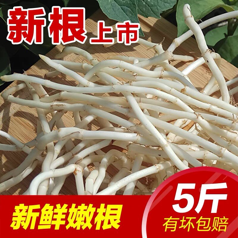 新鲜折耳根凉拌即食湖北四川贵州特产农家节侧儿根种植现挖5斤包