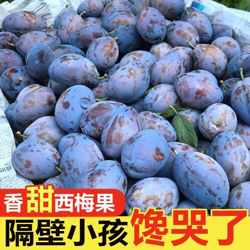 正宗新疆甜西梅5斤当季新鲜水果现摘法兰西脆甜西梅李子大果包邮3