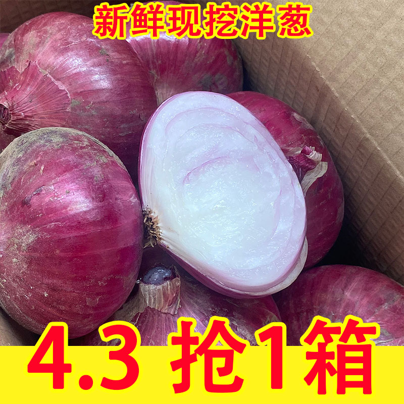 云南紫皮水果大洋葱9斤新鲜小洋葱甜味生吃蔬菜不辣红皮大圆葱头