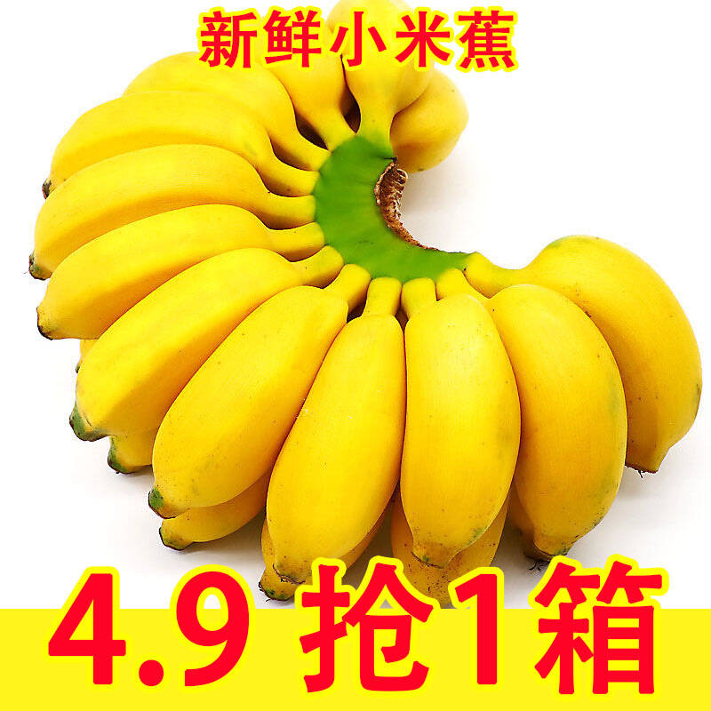 广西小米蕉当季水果新鲜9斤自然熟banana整箱苹果蕉香蕉芭蕉包邮