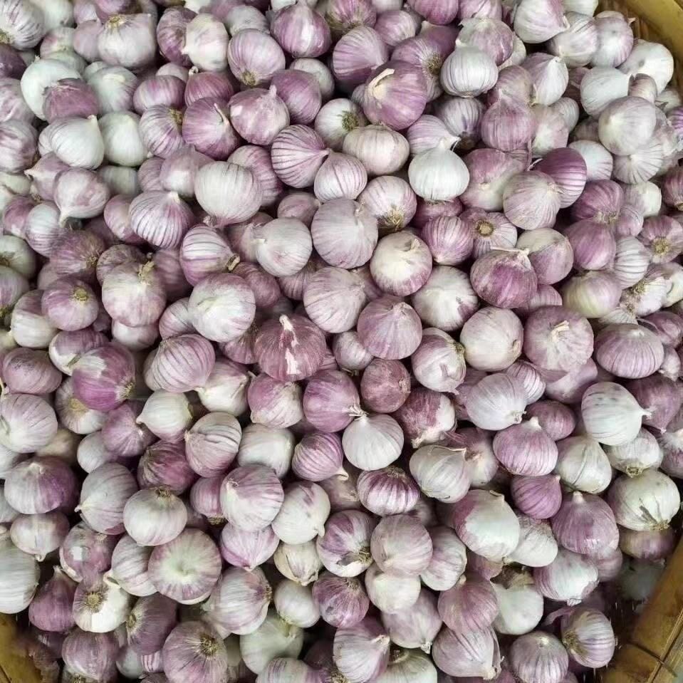 独头蒜紫皮云南2026新蒜非干蒜5斤独蒜大蒜头新鲜蒜头湿大蒜10