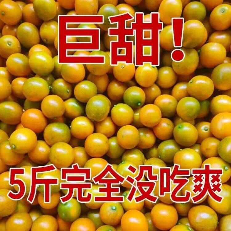 广西脆皮金桔小金桔5斤新鲜水果当季橘子糖柑桔纯甜桂林整箱