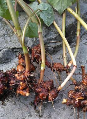 斤装WMK四川新鲜现挖野荞麦2根土三疙瘩苦荞麦根 野荞天荞七麦金