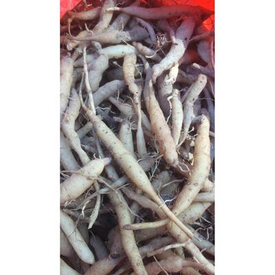 GDM一斤菜头肾大青菜根野外新骨鲜货乾种植土太参壮筋风子火牙疼