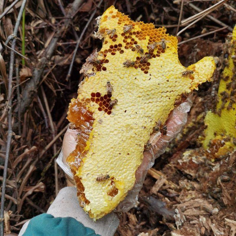 直然播深山JTG找野生土蜂蜜着蜂巢生蜜嚼吃纯正天老巢蜜野蜂巢百