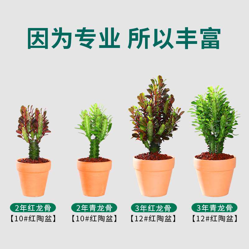 龙骨盆栽彩云阁耐旱老桩招财绿植净化空气吸甲醛多肉植物大颗好养