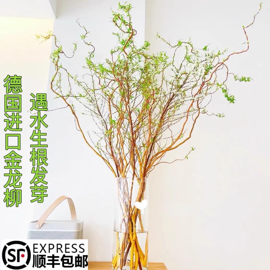 金龙柳鲜切枝德国进口水培植物遇水生根发芽长叶室内水养绿植