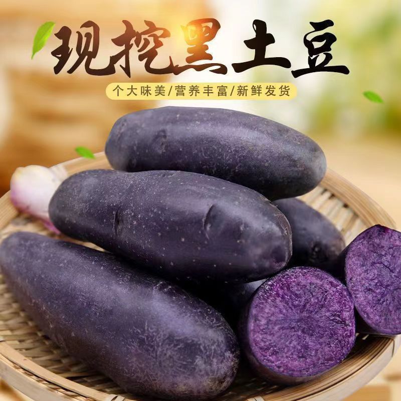 新鲜土豆馋味鼠黑美人马铃薯洋芋