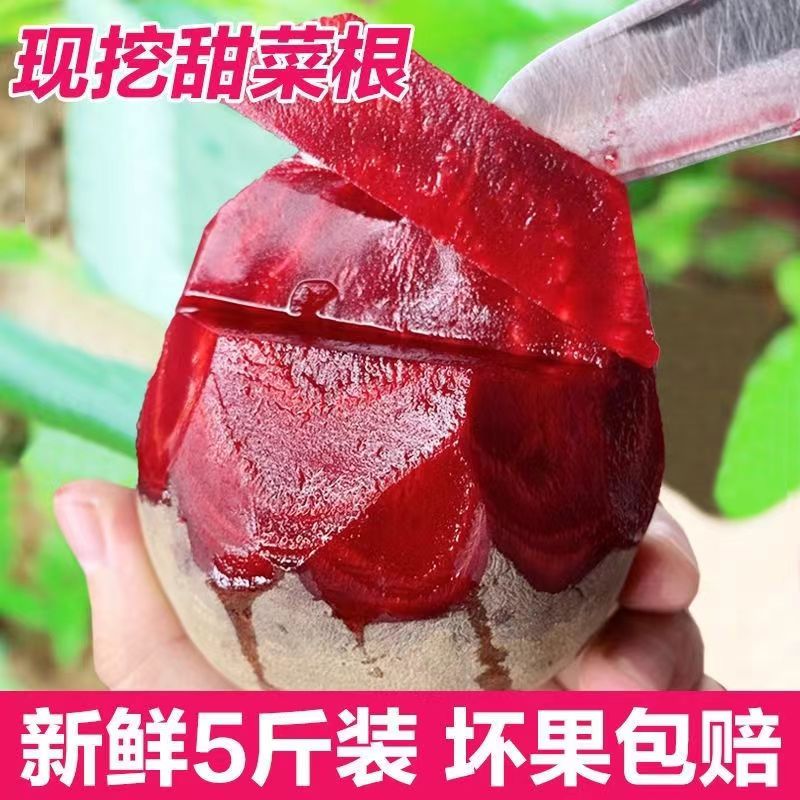 甜菜根新鲜红菜头胭脂红紫菜头