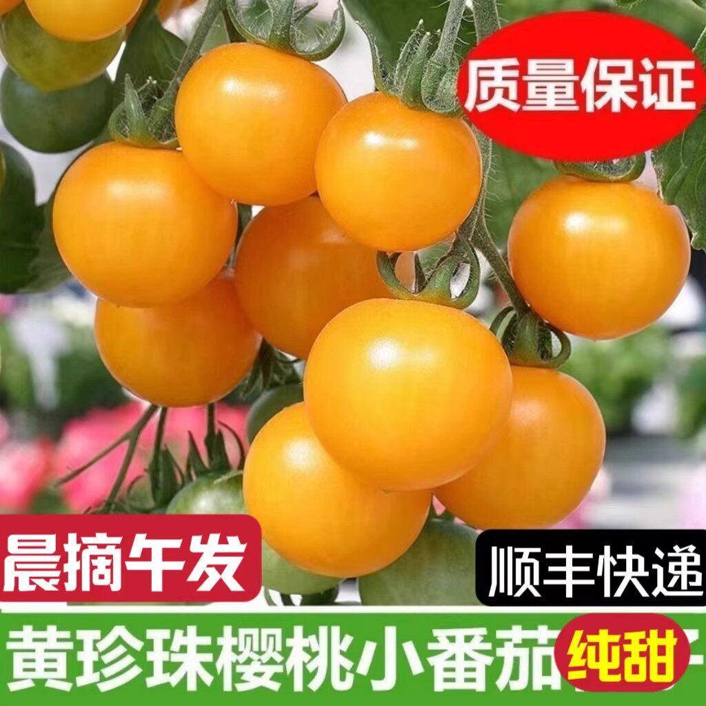 顺丰夏日阳光小番茄生吃自然熟脆甜多汁黄色珍珠圣女果当季水果5