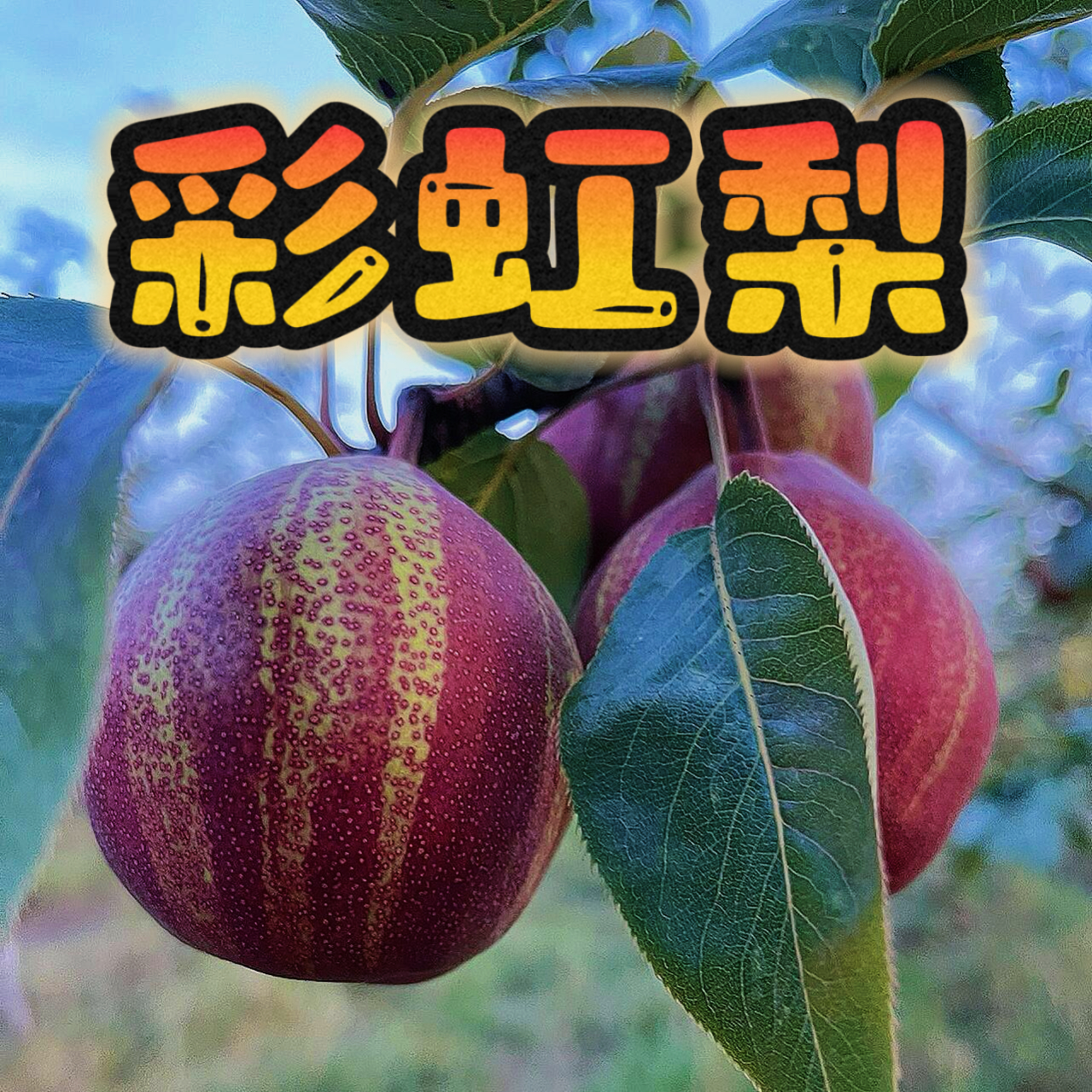 陕西新鲜彩虹梨9斤大果脆甜多汁