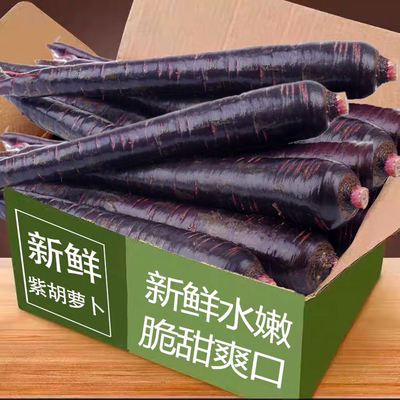 新鲜山东特产紫色胡萝卜现挖现发生吃脆甜花青素紫皮胡萝卜5斤9斤