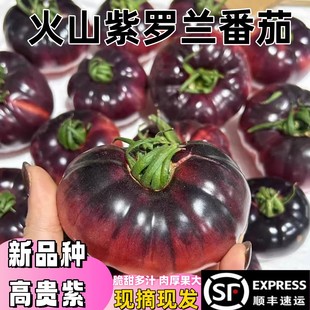 顺丰山东紫罗兰番茄新鲜现摘丑番茄火山紫马蹄番茄紫西红柿大果5