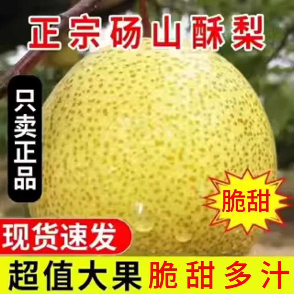 安徽正宗砀山梨酥梨汤山梨子新鲜10斤农家现摘当季水果产地直销