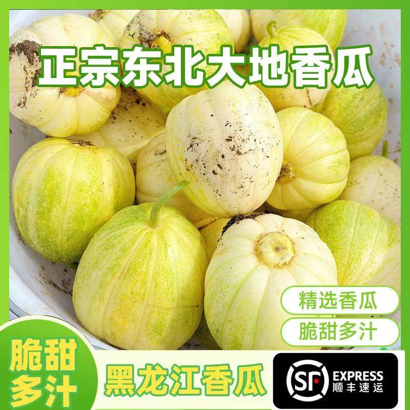 2026新鲜采摘东北大地香瓜白糖罐京蜜老品种甜瓜新鲜当季脆甜蜜瓜