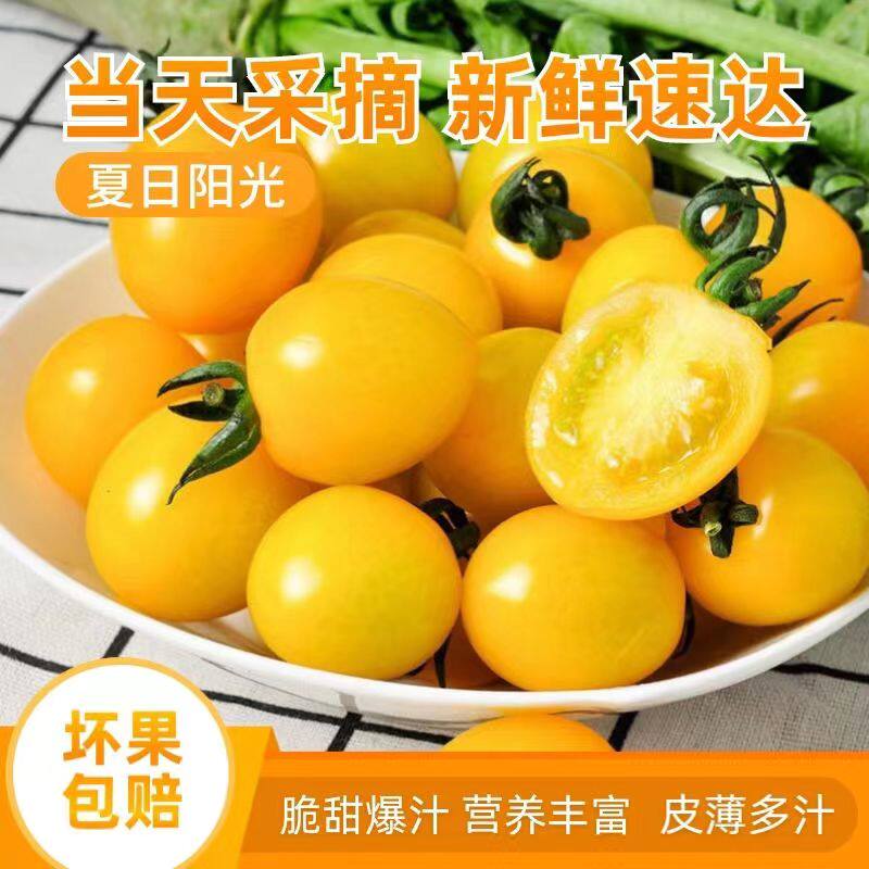 夏日阳光小番茄生吃自然熟香甜多汁黄色珍珠圣女果当季水果顺丰