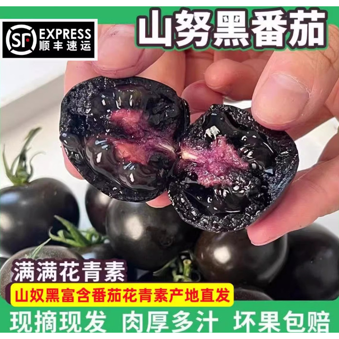 山东寿光山努黑番茄花青素水果现摘现发酸甜小西红柿当季新鲜顺丰