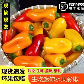 山东迷你水果彩椒当季新鲜现摘五彩甜椒生吃红灯笼小辣椒沙拉蔬菜