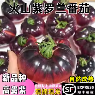 顺丰山东紫罗兰番茄新鲜现摘丑番茄火山紫马蹄番茄紫西红柿大果5