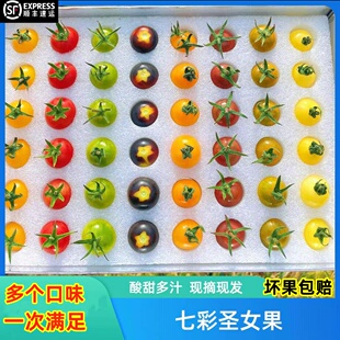 顺丰山东寿光七彩小番茄圣女果新鲜小柿子青口蜜千禧果彩色小番茄
