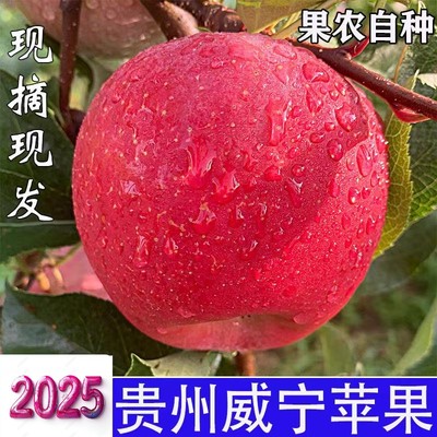 贵州毕节威宁冰糖心苹果