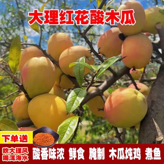 云南新鲜临沧特产酸木瓜泡酒木瓜红花青黄木瓜当季现摘酸脆水果9