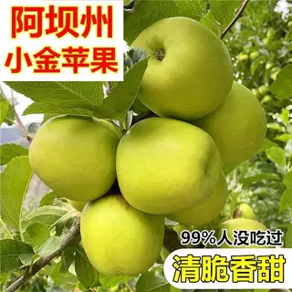 正宗四川小金苹果阿坝州高原青苹果大果新鲜酸脆甜孕妇水果不打蜡
