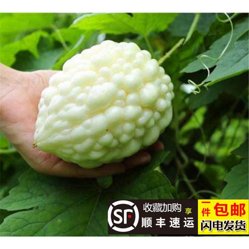 山东苹果苦瓜生吃苦瓜水果白玉苦瓜现摘新鲜榨汁蔬菜自种