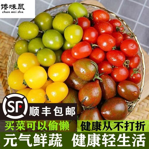 四色混装新鲜青口夏日阳光小番茄