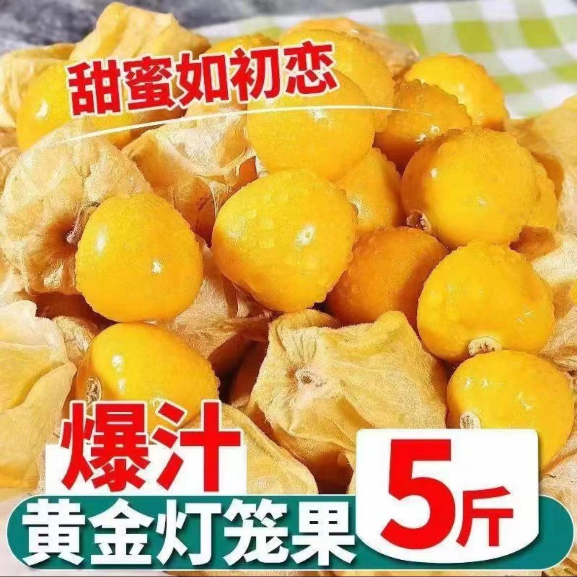 云南当季水果新鲜黄菇娘