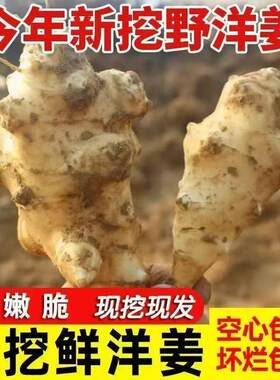 野洋姜新鲜现挖不辣农家蔬菜