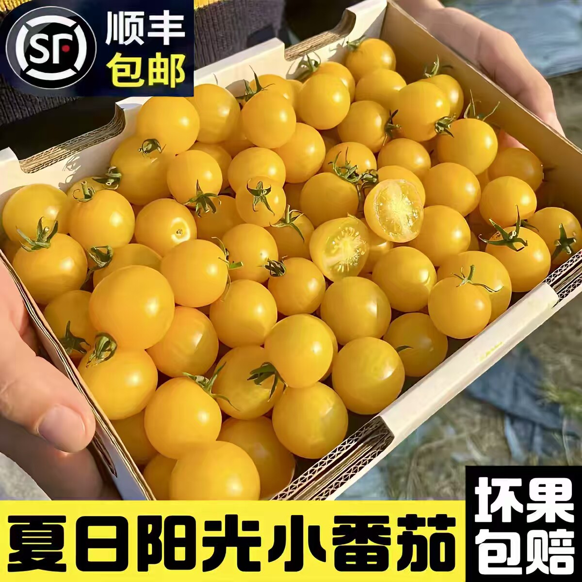 夏日阳光小番茄生吃自然熟香甜多汁黄色珍珠圣女果当季水果顺丰