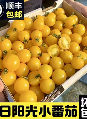夏日阳光小番茄生吃自然熟香甜多汁黄色珍珠圣女果当季水果顺丰