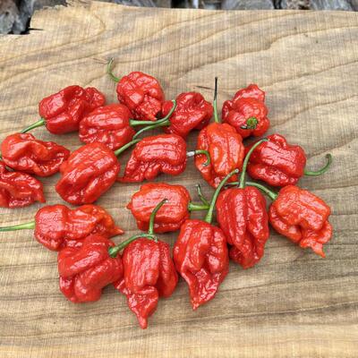 爆辣龙息辣椒Dragon's Breath龙溪巨辣卡罗莱纳死神辣变态辣椒粉