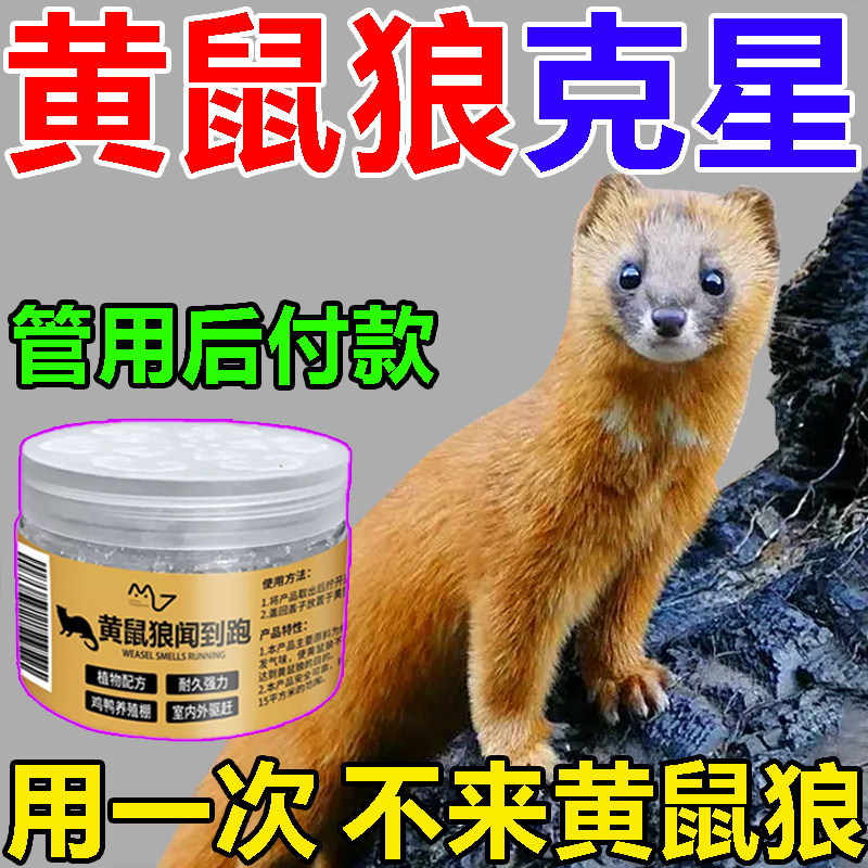 黄鼠狼驱赶神器驱黄鼠狼黄鼬