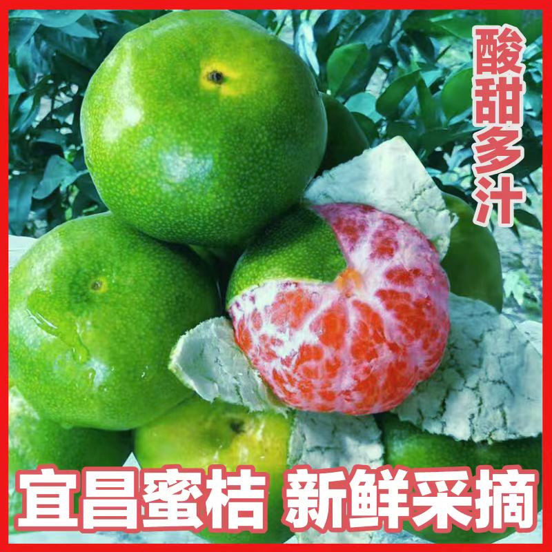 【已卖完】湖北宜昌宜都橘子新鲜现摘青皮黄皮蜜橘酸甜多汁薄厚皮