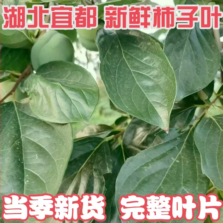 2026上新湖北省宜都市现采新鲜柿子叶嫩柿叶柿子叶新鲜采摘